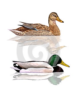 Mallards