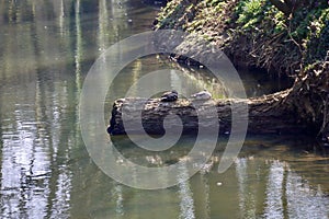 Mallards in Alzette river
