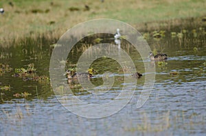 Mallards Anas platyrhynchos.