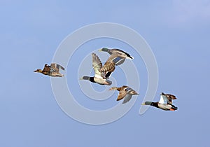 Mallards (Anas platyrhynchos), flying flock