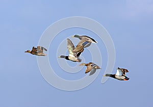 Mallards (Anas platyrhynchos), flying flock photo