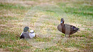 Mallards Anas platyrhynchos make themselves comfortable on the lawn and enjoy their togetherness and are happy together slow mot