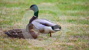 Mallards Anas platyrhynchos make themselves comfortable on the lawn and enjoy their togetherness and are happy together slow mot