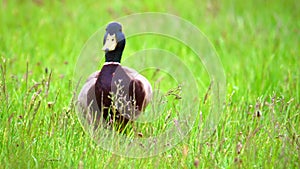 Mallards Anas platyrhynchos run and croak in the sun on an uncut green lawn