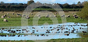 Mallards, anas platyrhynchos, sheep flooded field
