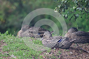 Mallards Anas platyrhynchos sleeping.