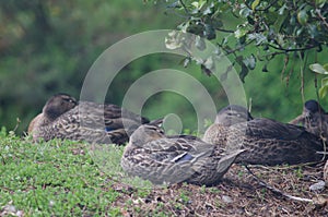 Mallards Anas platyrhynchos sleeping.