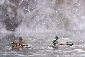 Mallards Anas platyrhynchos swim in heavy snow