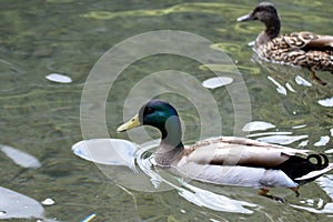 Mallards Anas platyrhynchos swimming