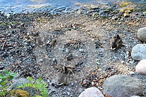 Mallards on the beach in Ryssviken