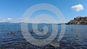 Mallards at Bracciano lake with kyline of medieval village of Anguillara Sabazia