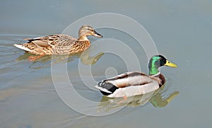 Mallards couple