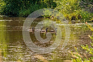 Mallards cruising on pond in Summer sun