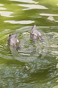 Mallards diving