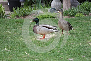 Mallards-Drake & Hen Anas platyrhynchos on Home Grass