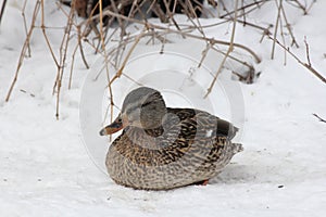 Mallards- Drakes & Hens on Ice (Anas platyrhynchos)