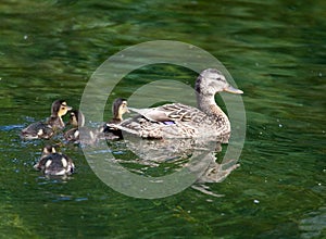 Mallards duck