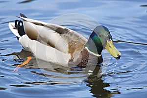 Mallards duck drake