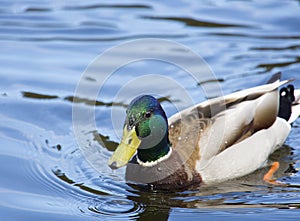 Mallards duck  drake Close up in sunny day