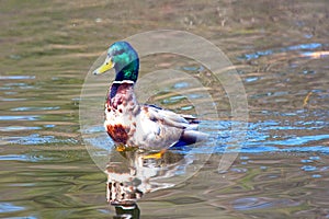 Mallards  duck  in the river