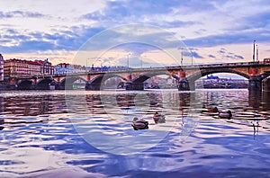 Mallards on evening Vltava River against Palacky Bridge, Prague, Czechia