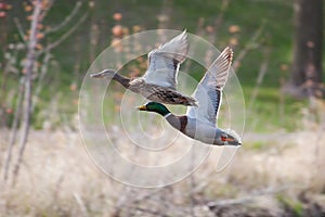 Mallards in flight