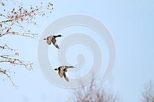 Mallards in Flight