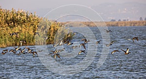 Mallards in Flight