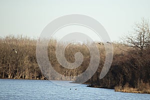 Mallards in Flight above Swimming Mallards