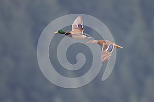 Mallards in flight near Harrison British Columbia