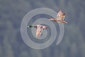 Mallards in flight near Harrison British Columbia