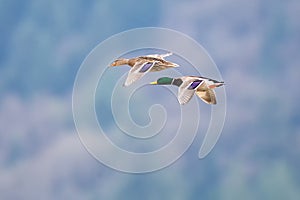 Mallards in flight near Harrison British Columbia