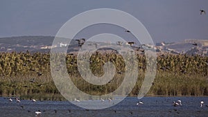 Mallards in Flight Over Reeds