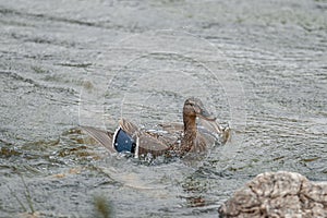 Mallards floating in water with splashes