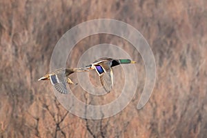 Mallards fly across the sky with brush and bushes in the background