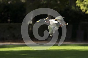 Mallards flying
