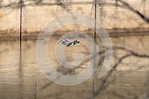 Mallards flying over the pond.