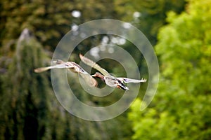 mallards flying over the pond