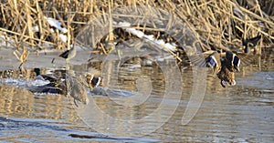 Mallards flying over the water