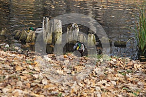 Mallards in the Gatchina park's pond