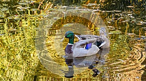 Mallards on a Golden Pond