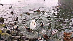 Mallards, Great Swan and River Nutria on the banks of the Morava River, waiting for food, Czech Republic