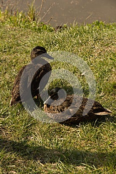 Mallards on green grass on a sunny day