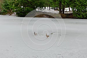 Mallards on the Ice