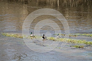 Mallards on an Island