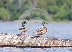 Mallards on Lake Champlain