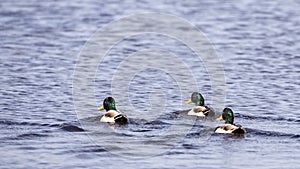 Mallards