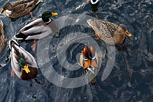 Mallards and mandarin ducks swim on the lake. The concept of diversity in nature and the breeding of different types of domestic