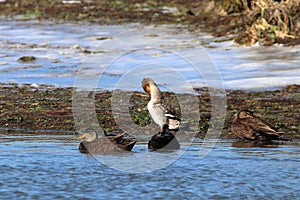 Mallards and Mergansers on the pond