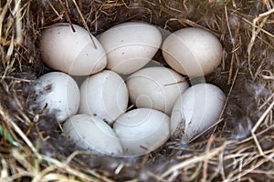 Mallards nest, Clutch of nine white eggs